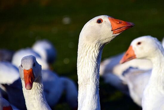 Auf den Spuren des Sankt Martin - Warum in seinem Leben ein Mantel entscheidend war