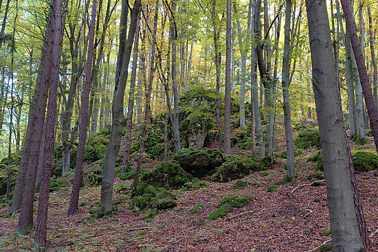 Frühlingswanderung zum Scharfenberg