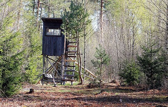 Hinter den Kulissen: Mit dem Jäger durch den Wald - Familienführung voller Abenteuer