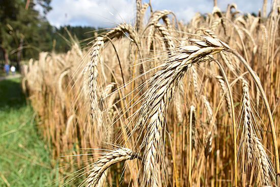 Weltacker 2000 m²: Werden wir alle satt?