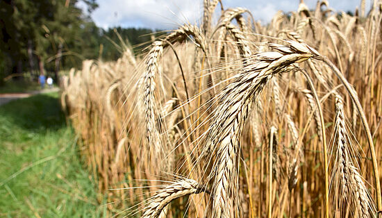 Weltacker 2000 m²: Werden wir alle satt?