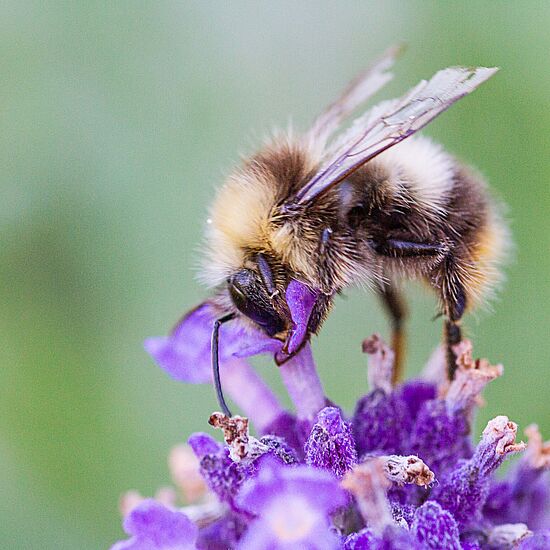 Unseren Wildbienen auf der Spur