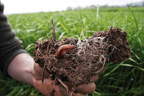 Die Bedeutung von Leguminosen für die nachhaltige landwirtschaftliche Nutzung unserer Böden

"Boden um 7"