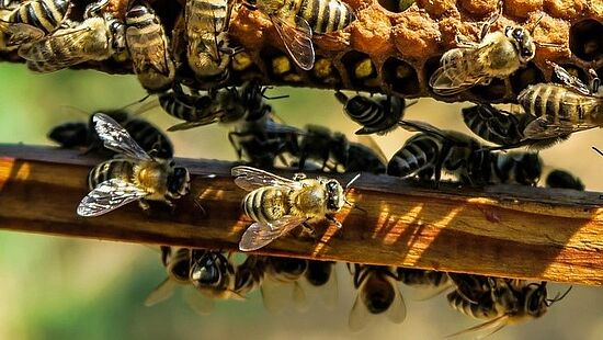 Staudenbeet mit Sandarium und Insektenhotel