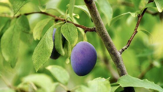 Praxis-Schnittkurs für Obstgehölze