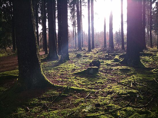 Räuchern mit den Schätzen des Waldes zum Wohle unseres körperlichen und seelischen Wohlbefindens