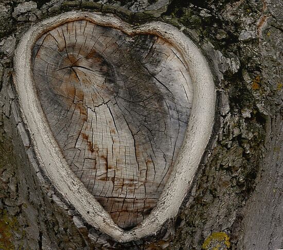 Wo der Wald Geschichten erzählt