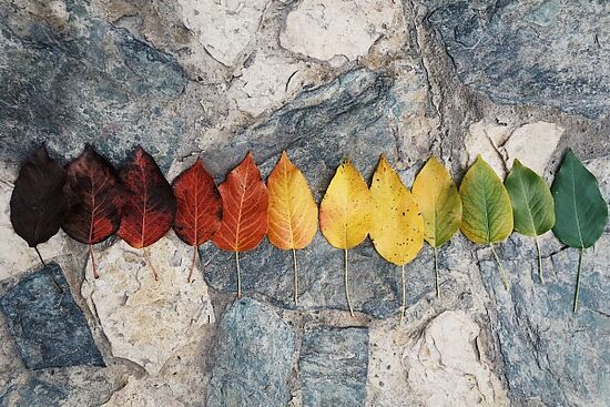 Bunte Natur … nur um hübsch zu sein?