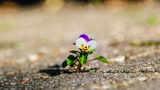Resilienz. Wie finde ich zu meiner inneren Stärke?