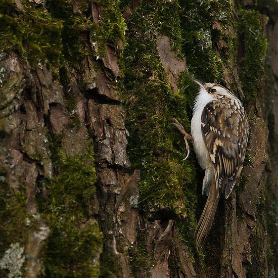 Mit allen Sinnen in den Sommerwald