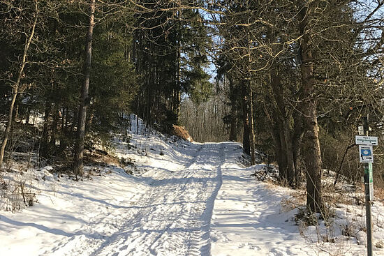 Der Wald im Wechsel der Jahreszeiten - Winter