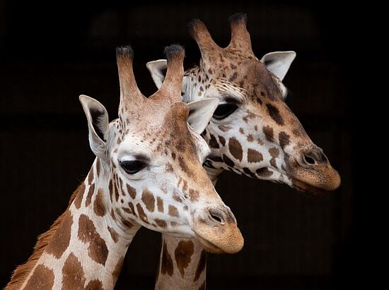 Gewaltfreie Kommunikation: Vertiefungsseminar